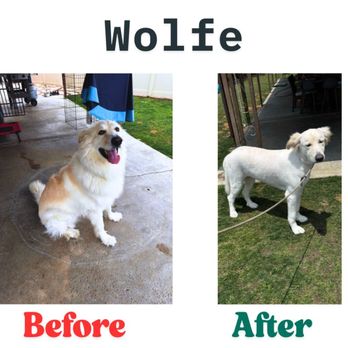 My Pookie's Spaw - Pet Groomers Near Me - Orange, California