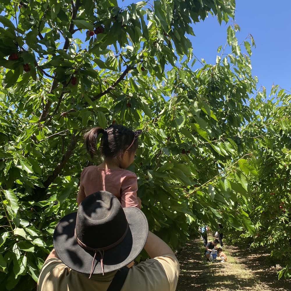 Cherry Time - Pick Your Own Farms Near Me - Brentwood, California