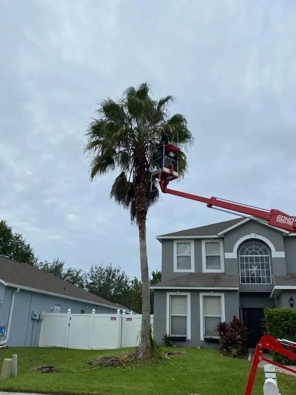 Valid Impressions Tree Service - tree service in Tampa, FL