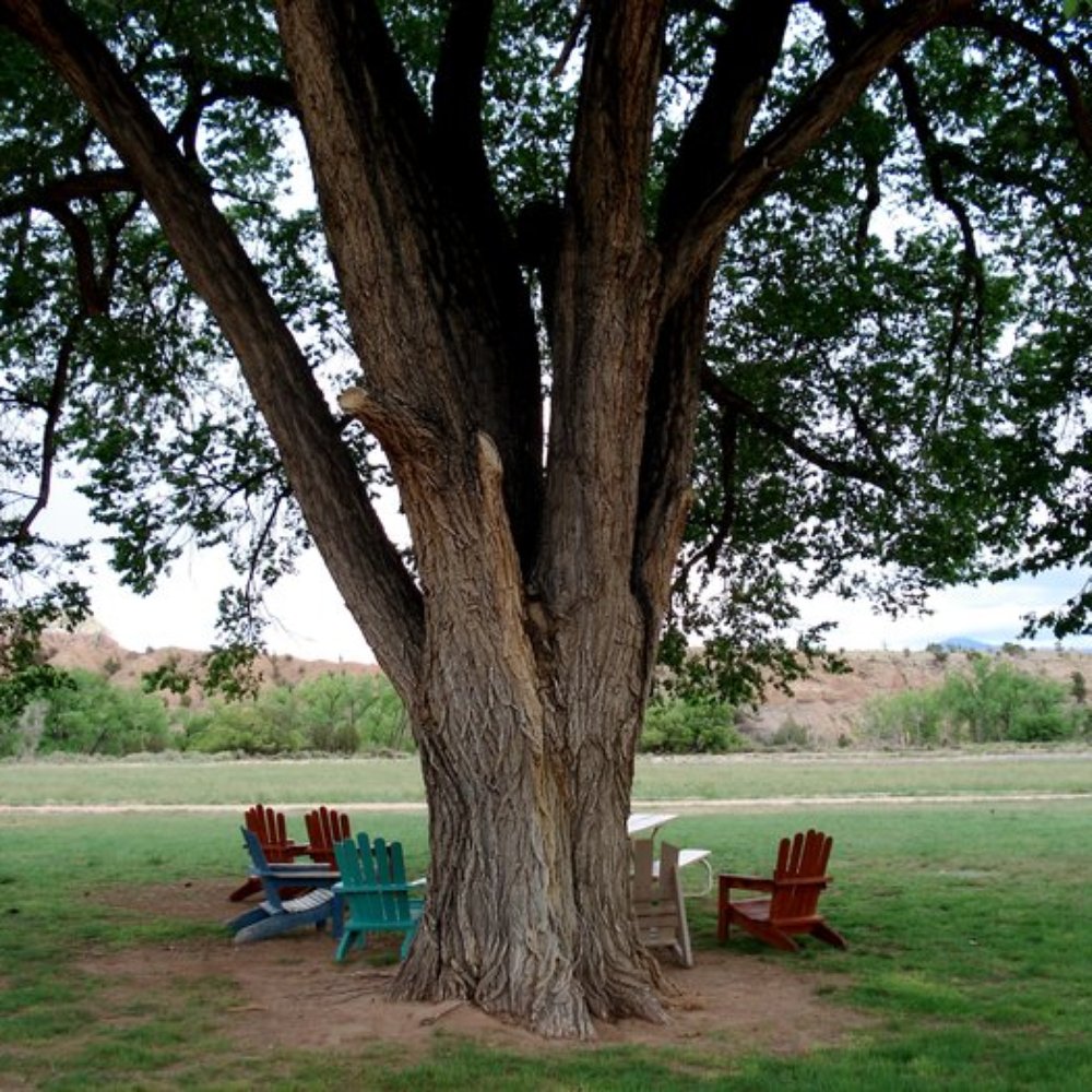 Ghost Ranch - Beautiful tree with seating - Museums Near Me - Abiquiu, New Mexico Ghost Ranch - Beautiful tree with seating - Museums Near Me - Abiquiu, New Mexico