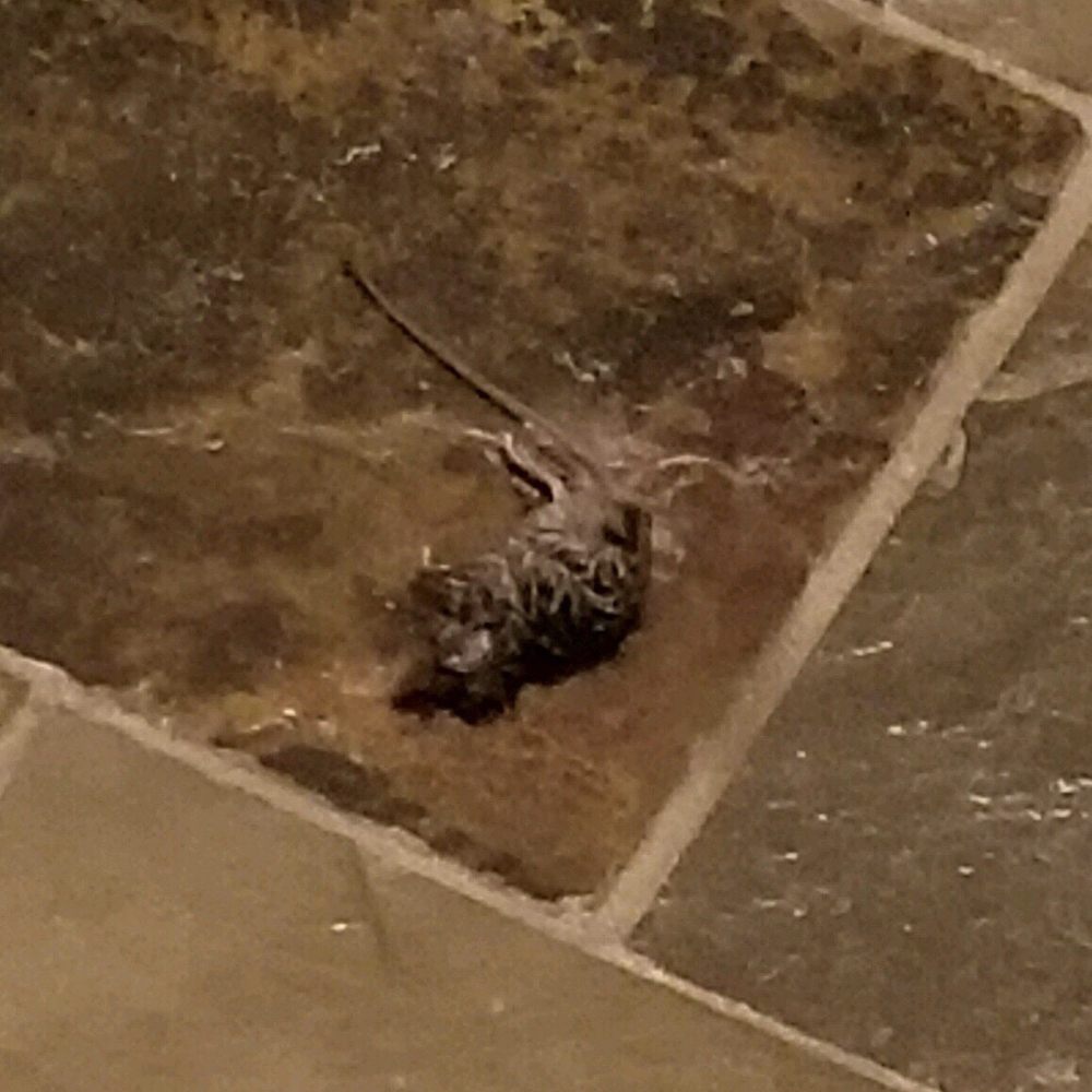 Towson Promenade - Another dead mouse- in the kitchen - Apartments Near Me - Towson, Maryland Towson Promenade - Another dead mouse- in the kitchen - Apartments Near Me - Towson, Maryland