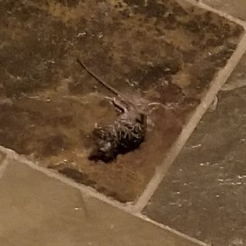 Towson Promenade - Another dead mouse- in the kitchen - Apartments Near Me - Towson, Maryland