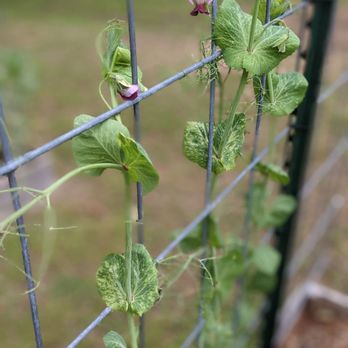Baker Creek Heirloom Seeds - Magnolia blossom tendril peas - Fruits & Veggies Near Me - Mansfield, Missouri Baker Creek Heirloom Seeds - Magnolia blossom tendril peas - Fruits & Veggies Near Me - Mansfield, Missouri