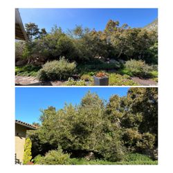 After (top) and before (bottom) of Melaleuca