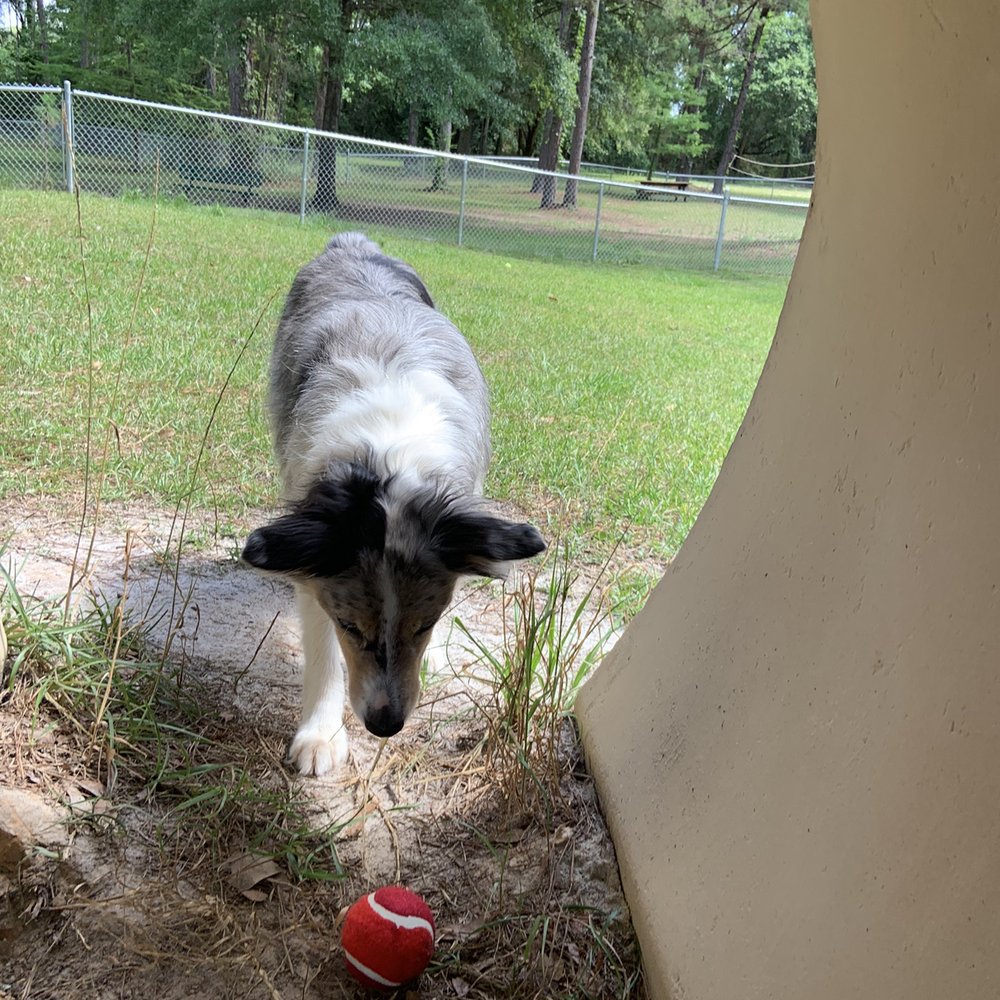 J Lee Vause Park - Inside the doghouse...she's not too sure about it - Playgrounds Near Me - Tallahassee, Florida J Lee Vause Park - Inside the doghouse...she's not too sure about it - Playgrounds Near Me - Tallahassee, Florida