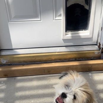 Fix It Nick - Dog door for my 2 dogs - A fluffy small dog is outside on a concrete surface near a white door with a pet door, with sunlight casting shadows. - Handyman Near Me