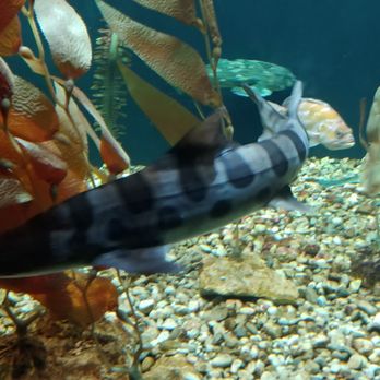 Shedd Aquarium - Aquariums Near Me - Chicago, Illinois Shedd Aquarium - Aquariums Near Me - Chicago, Illinois