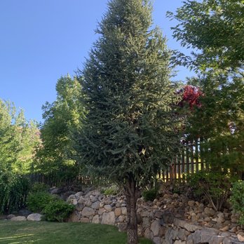 Expert Tree and Yard Service - Pine tree - Tree Services Near Me - Reno, Nevada