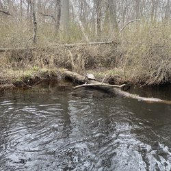Jersey Devil Marina - Turtle on the side of the river