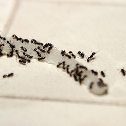 Advance Pest Solutions