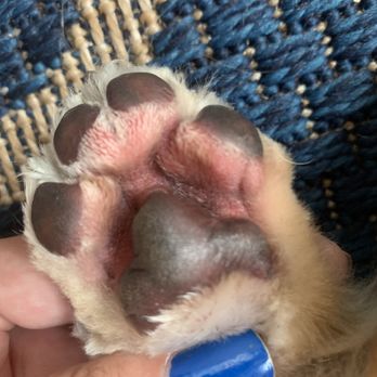 Paws In Time - Burned paw cut too close - Pet Training Near Me - West Chicago, Illinois