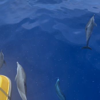 Makai Adventures - Pantropical Spotted Dolphins right next to the boat - Boat Charters Near Me - Lahaina, Hawaii Makai Adventures - Pantropical Spotted Dolphins right next to the boat - Boat Charters Near Me - Lahaina, Hawaii