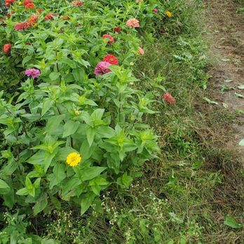 Beans & Greens Farm - Some flowers - Farmers Market Near Me - Gilford, New Hampshire