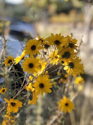 Photo of Francis Ford Coppola Winery - Geyserville, CA, US. Flowers everywhere