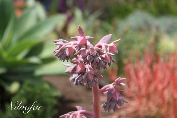 New York Institute of Photography by null