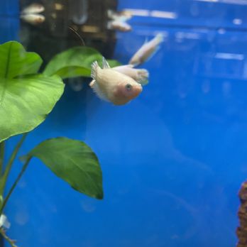 Petco - Female betta fish with bloat - Pet Stores Near Me - Hillsboro, Oregon Petco - Female betta fish with bloat - Pet Stores Near Me - Hillsboro, Oregon