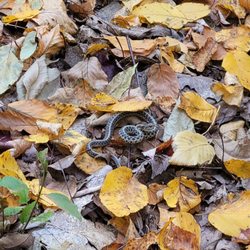Beaver Lake Nature Center - Garter snake