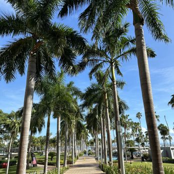 Riu Palace Peninsula - pretty palm tress everywhere - Hotels Near Me - Cancún, ROO