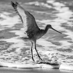 Ormond Beach