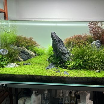 Aqua Forest Aquarium - Aquarium Services Near Me - San Francisco, California