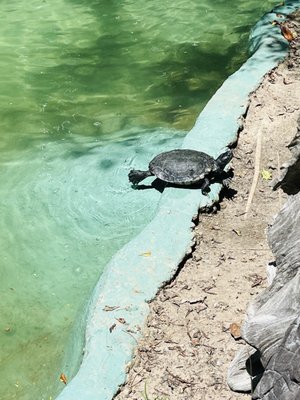 Edisto Island Serpentarium by null