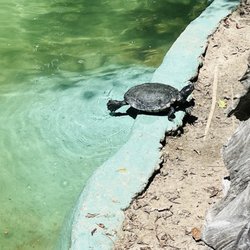 Edisto Island Serpentarium