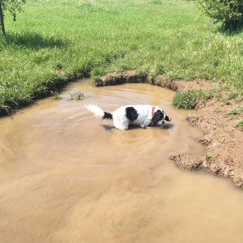 Alston Park - Cooling off - Dog Parks Near Me - Napa, California Alston Park - Cooling off - Dog Parks Near Me - Napa, California
