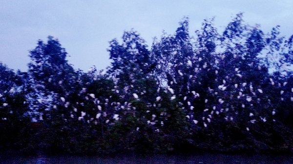 Kampung Kuantan Fireflies Park (Selangor) by null