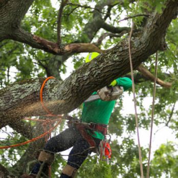 Johnny's Tree Service - Tree Services Near Me - Texarkana, Texas Johnny's Tree Service - Tree Services Near Me - Texarkana, Texas