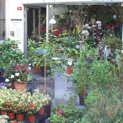 Kısmet Çiçek Evi - Kısmet Çiçekevi Moda