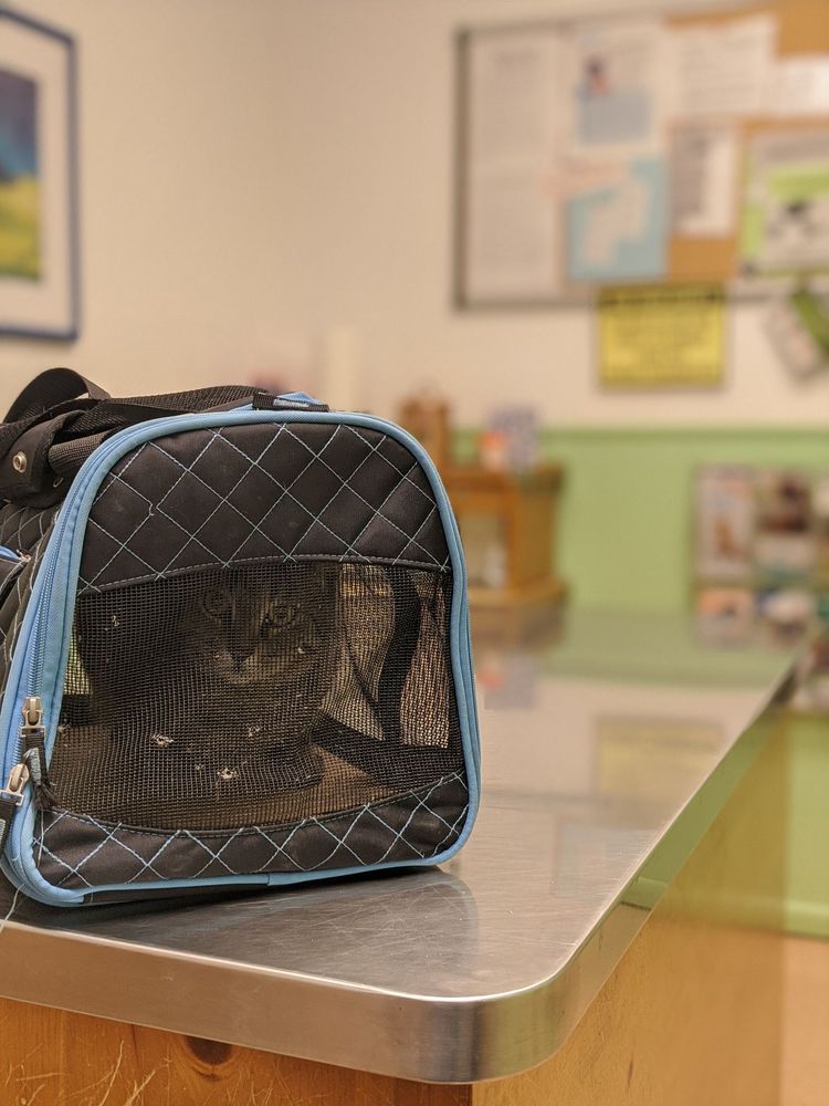 MADERA VETERINARY HOSPITAL Updated September 2024 17 Reviews 7681