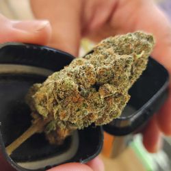 Apotheca Cannabis Dispensary