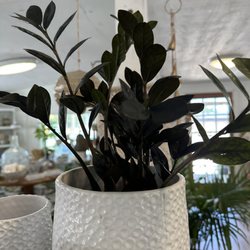 Wimberley Gardens - ZZ plant