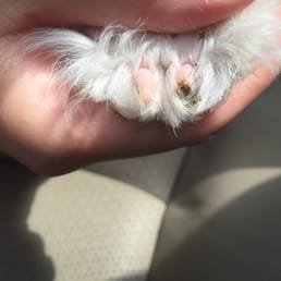 Didn't inform me they automatically trim everyone's nails and managed to cut the quick on a dog that was under anesthesia. Didn't inform me they automatically trim everyone's nails and managed to cut the quick on a dog that was under anesthesia.