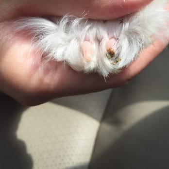 Canal Clinic - Didn't inform me they automatically trim everyone's nails and managed to cut the quick on a dog that was under anesthesia. - Veterinarians Near Me - Potomac, Maryland Canal Clinic - Didn't inform me they automatically trim everyone's nails and managed to cut the quick on a dog that was under anesthesia. - Veterinarians Near Me - Potomac, Maryland
