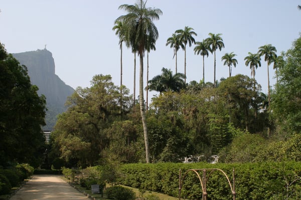 Botanical Garden of Rio de Janeiro by null