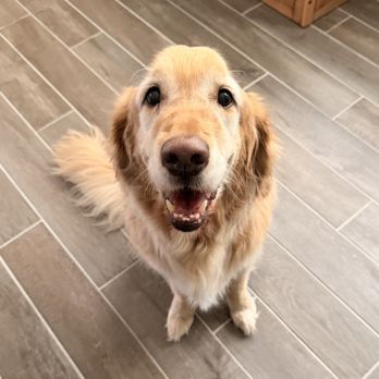 Compassionate Pet Vet - Veterinarians Near Me Compassionate Pet Vet - Veterinarians Near Me