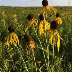 Morgan Creek County Park & Arboretum