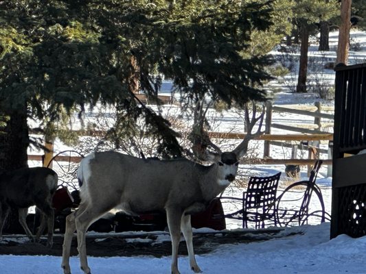 Mountain Shadows Resort by null