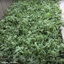 Dr. Green - Perennials dying from herbicide by Dr Green.