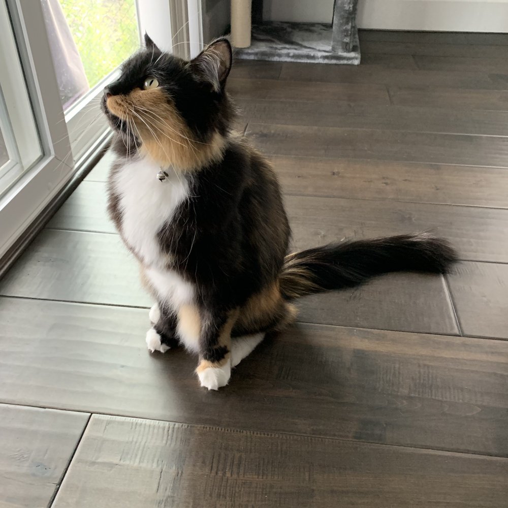 Post nail trim, bath, eye wash, ear cleaning and de-shedding