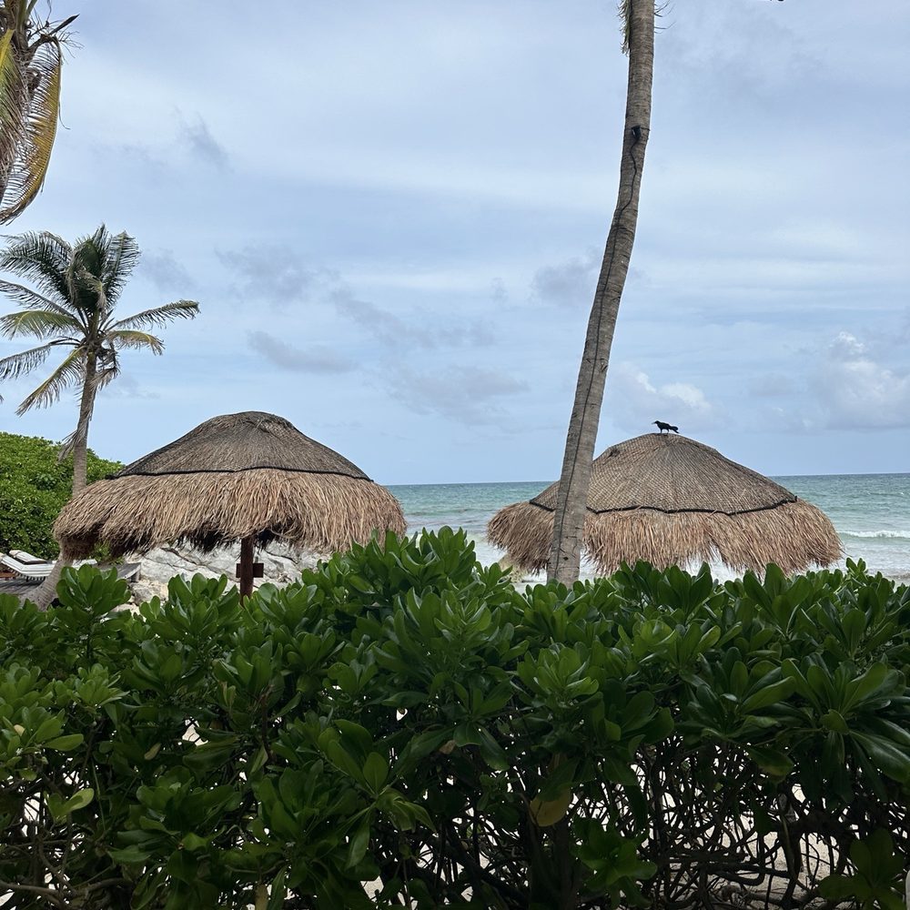 Restaurant Piedra Escondida - Outdoors - Seafood Near Me - Tulum, ROO Restaurant Piedra Escondida - Outdoors - Seafood Near Me - Tulum, ROO