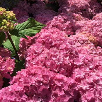 Intratuin Pijnacker - Nurseries & Gardening Near Me - Pijnacker, ZH