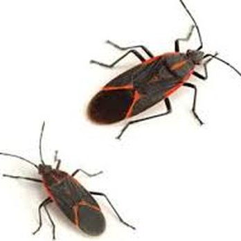 Pest Ops Pest Control - Pest Control Near Me - Knoxville, Tennessee