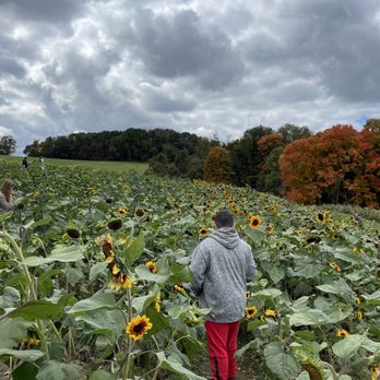 Triple B Farms - Sunflower field - Pick Your Own Farms Near Me - Monongahela, Pennsylvania