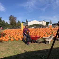 Liepold Farms - Pumpkins for sale