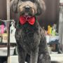 Photo of Chelita’s Grooming
