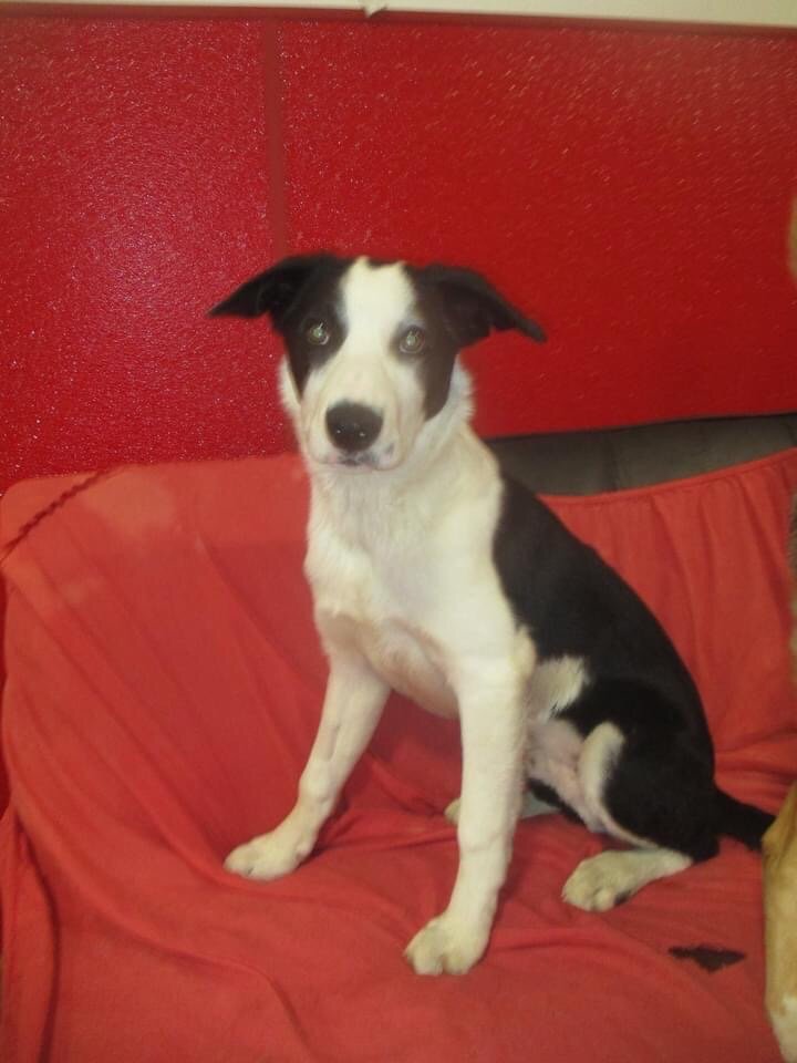 CORNERSTONE ANIMAL CLINIC Updated August 2024 36 E Stumer Rd, Rapid