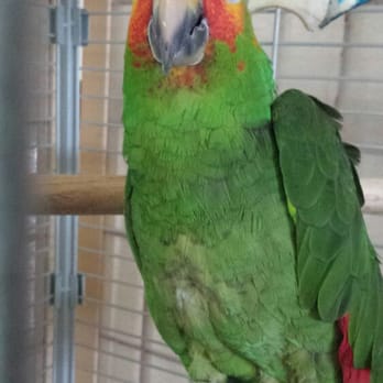 pets at home rochester