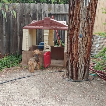 Pet Nanny Paso - Pet Sitting Near Me